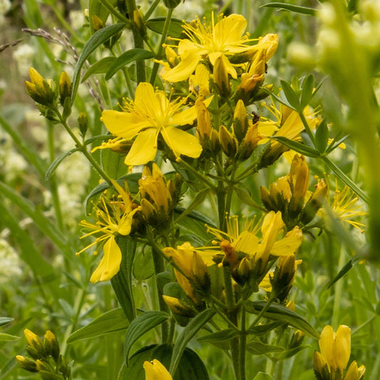 Hairy St John's Wort Flower Seeds