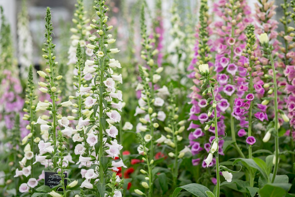 Grow Foxgloves from Quality Seeds