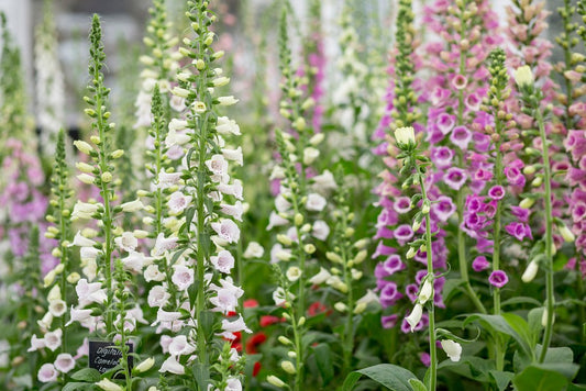 Grow Foxgloves from Quality Seeds