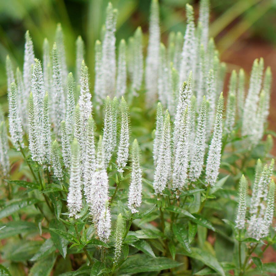Semi di Erba Veronica Speedwell Bianca