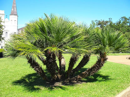 Graines de plante Chamaerops Humilis