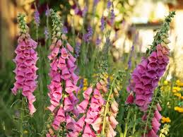Grow Foxgloves from Quality Seeds