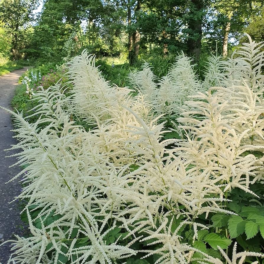 Aruncus Herb Seeds