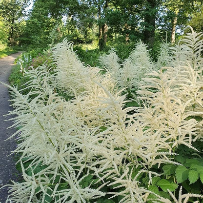 Aruncus Herb Seeds