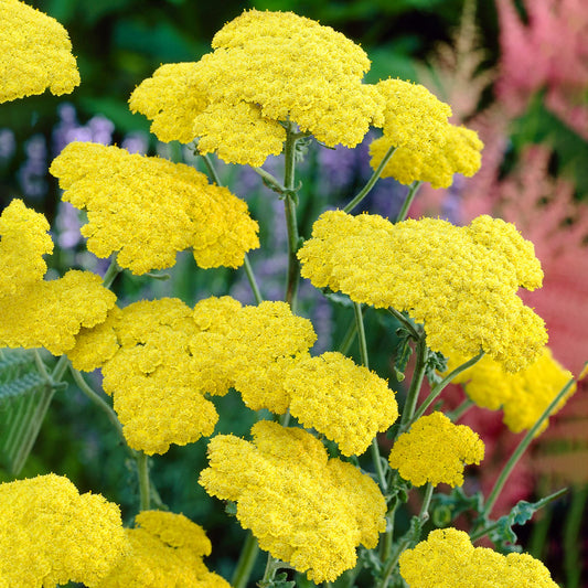 Achillea 'Moonshine' Seeds - Bright Yellow Perennial with Silver-Gray Foliage