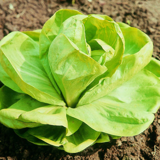 Italian Chicory (Grumolo Bionda) Vegetable Seeds for Planting – Heirloom, Non-GMO, Biennial, Easy to Grow