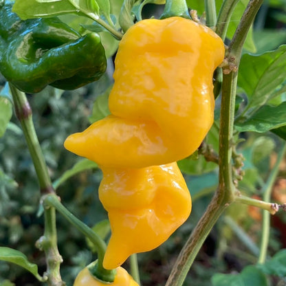 Yellow Trinidad Moruga Scorpion Vegetable Seeds