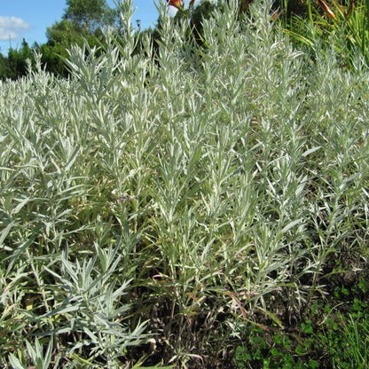 Semi di Erba Salvia Argentea