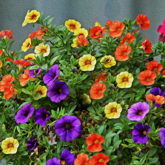 Calibrachoa Million Bells Flower Seeds