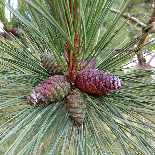 Kiefernfruchtsamen