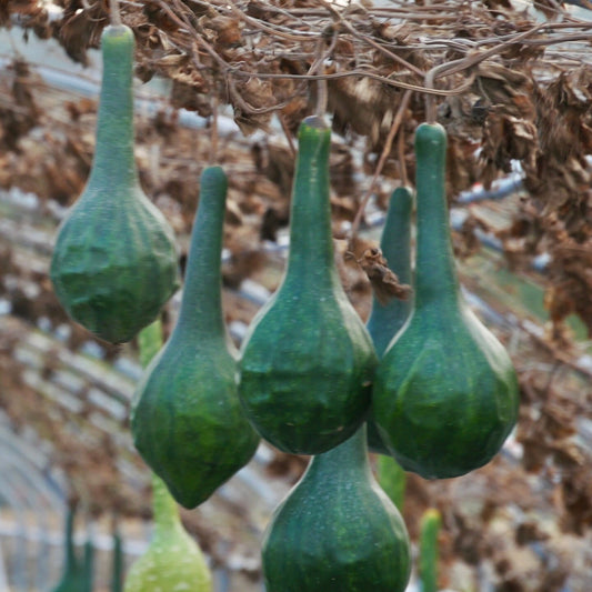 Dinosaur Gourd Vegetable Seeds for Planting – Heirloom, Non-GMO, Easy to Grow, Edible