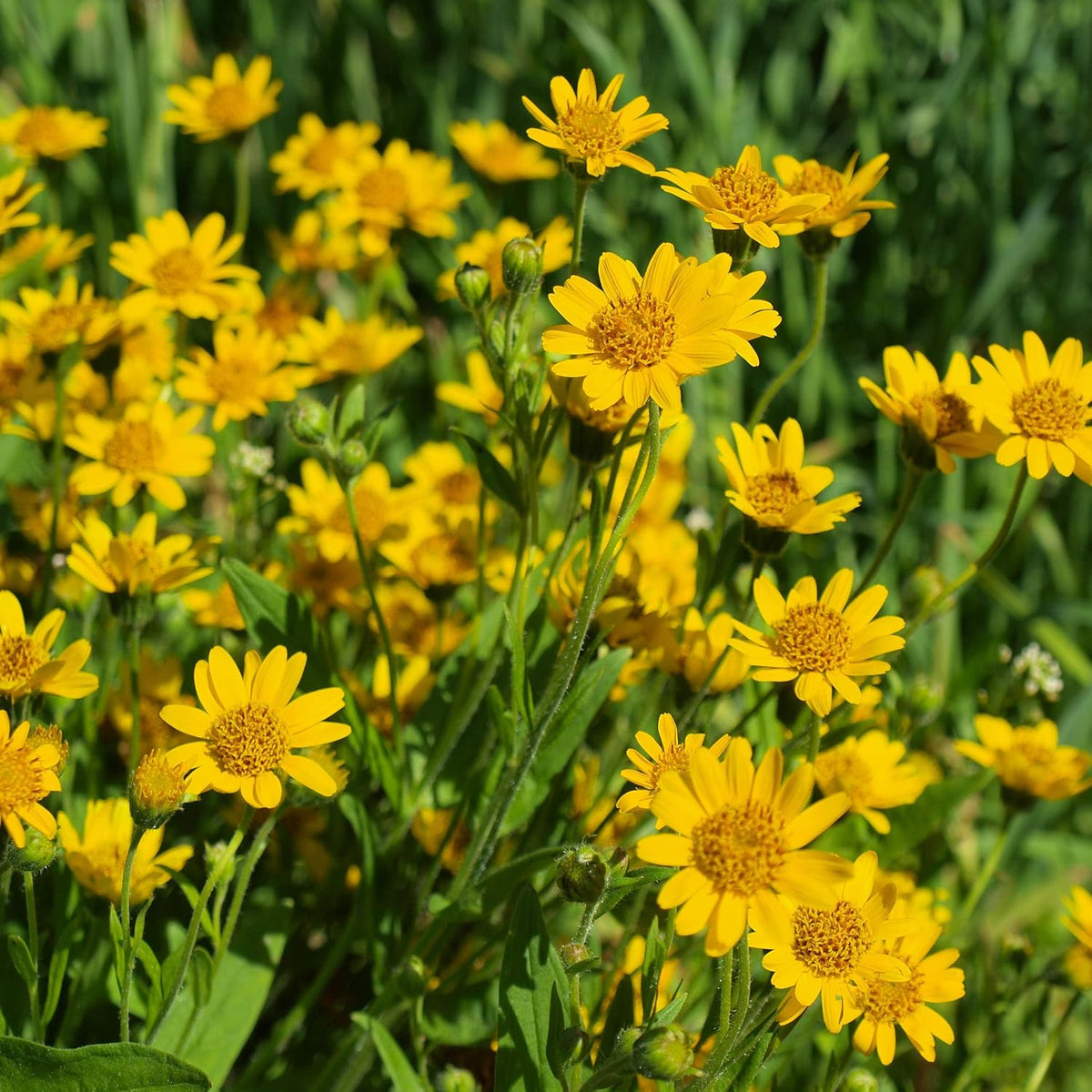Arnica Montana Flower seeds for Planting - Wildflower Mix, Heirloom & GMO Free Seeds for Home Garden
 
 Sale for planting in home garden