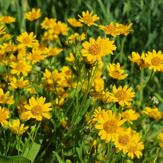 Arnica Montana Flower seeds for Planting - Wildflower Mix, Heirloom & GMO Free Seeds for Home Garden
 
 Sale for planting in home garden