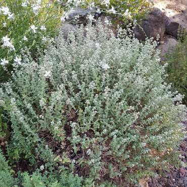 Semi di erba di Origanum Syriacum