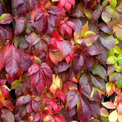 planting boston ivy seeds Boston Ivy Herb Seeds for Planting – Heirloom, Non-GMO, Easy to Grow, – Pure Asia Seeds