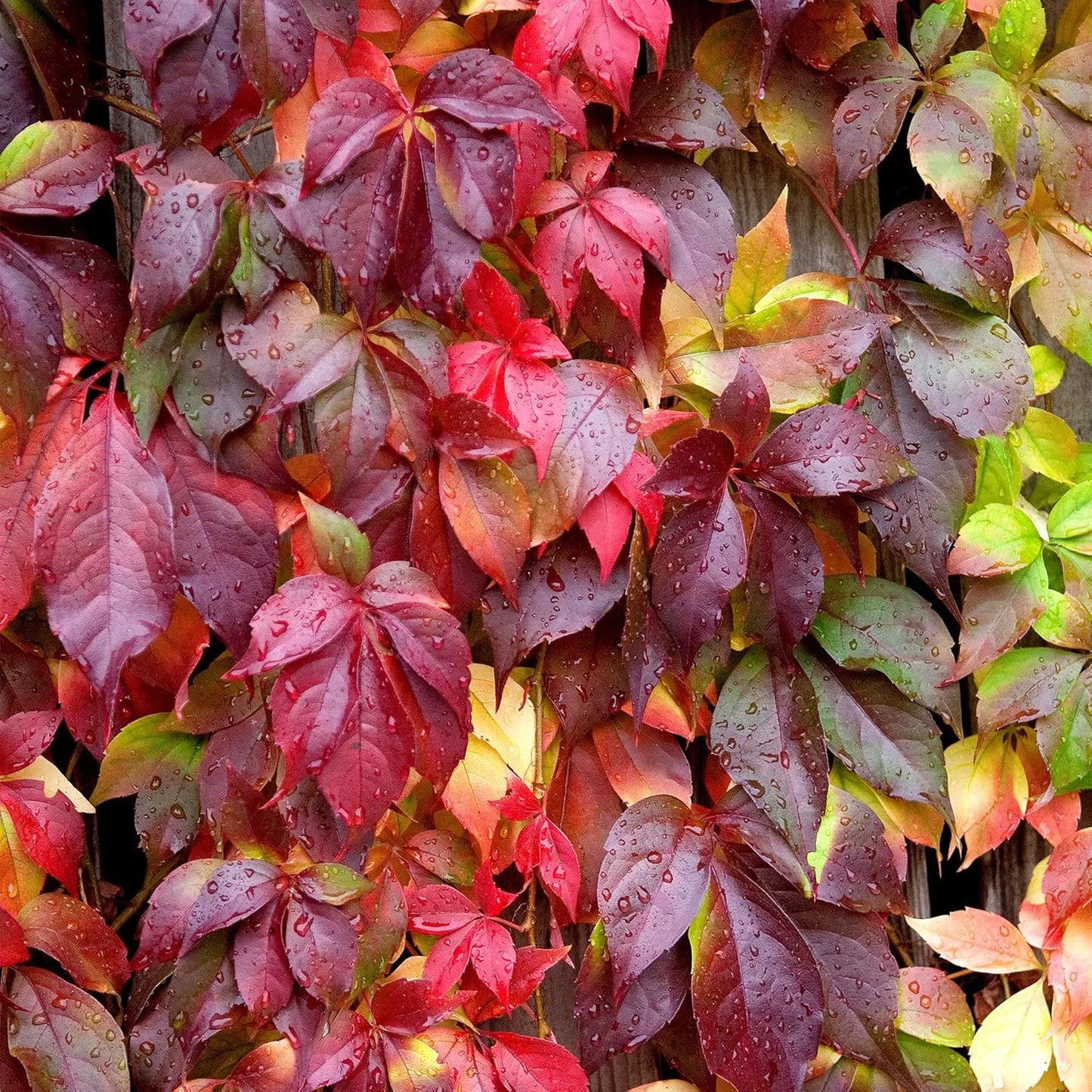 Boston Ivy Herb Seeds