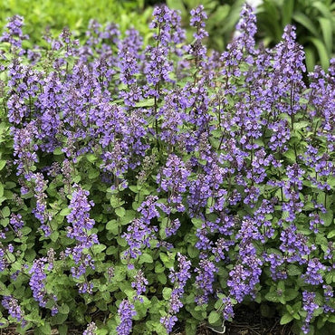 Semi di erba Nepeta 'Blue Wonder'