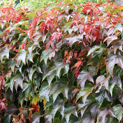 planting boston ivy seeds Boston Ivy Herb Seeds for Planting – Heirloom, Non-GMO, Easy to Grow, – Pure Asia Seeds