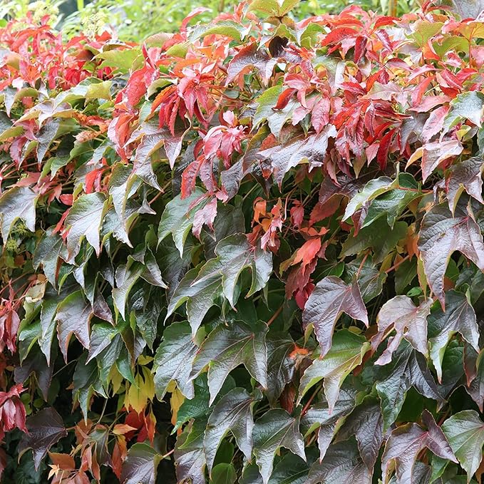 Boston Ivy Herb Seeds