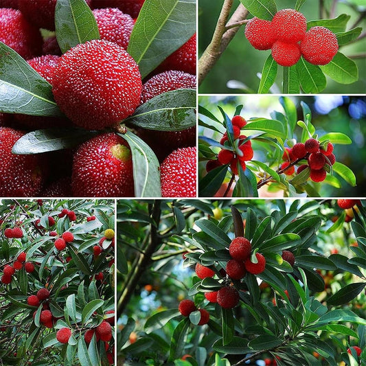 Myrtefruchtsamen
