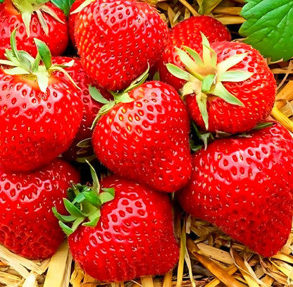 Fresh Climbing Strawberry Fruit Seeds