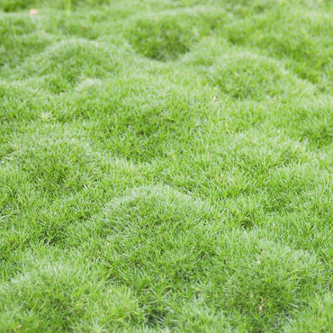 Semi di Erba di Muschio Irlandese per Giardino
