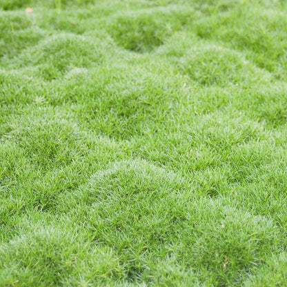 Semi di Erba di Muschio Irlandese per Giardino