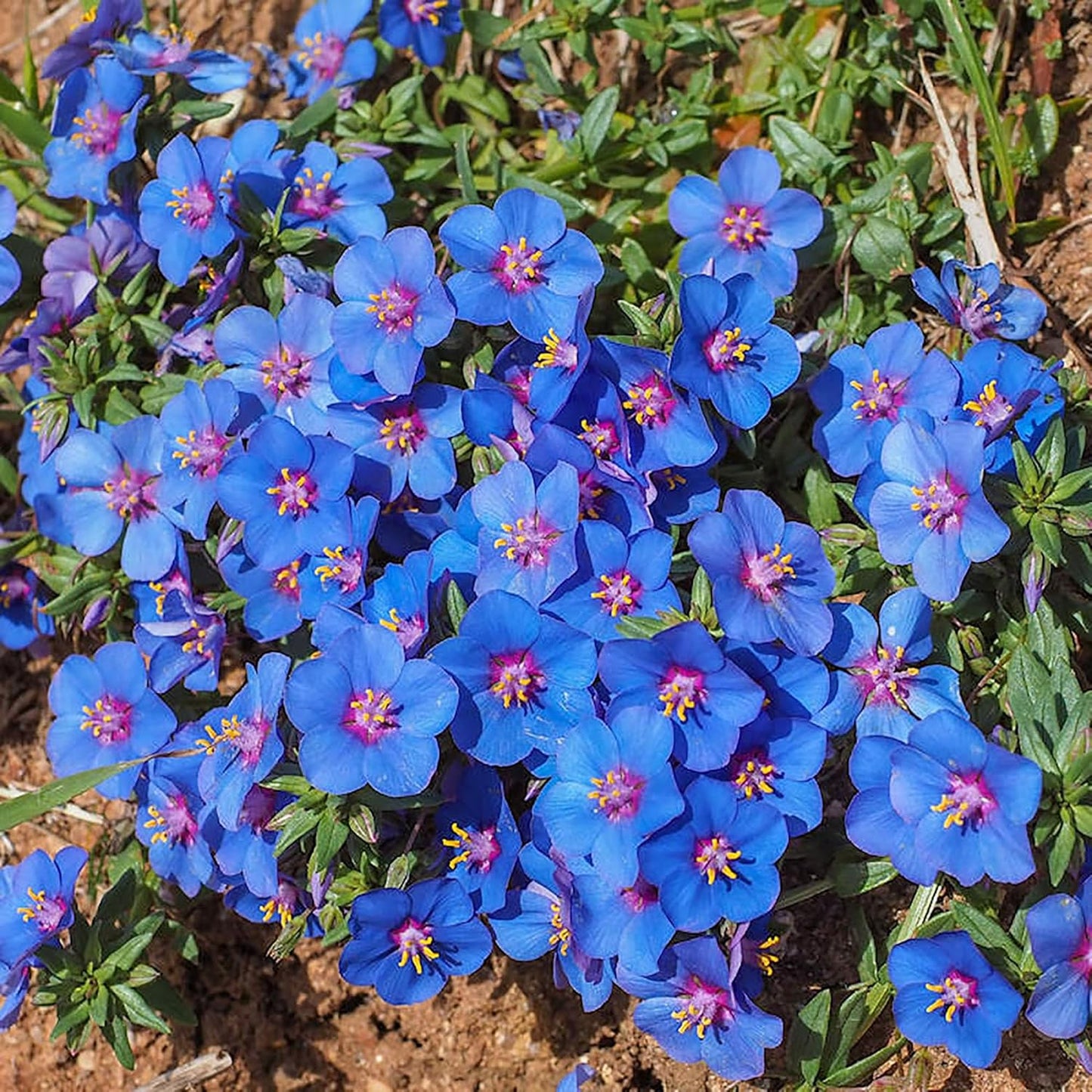 Blue Pimpernel Flower Seeds