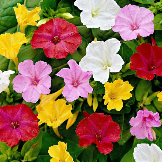 Mirabilis Jalapa Flower seeds for Planting Shade Tolerant Heirloom & GMO Free Seeds for Home Garden 
 
 Sale seeds for home garden planting