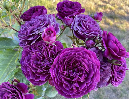 Purple Climbing Rose Flower Seeds