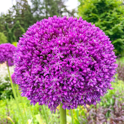 Giant Allium Flower Seeds