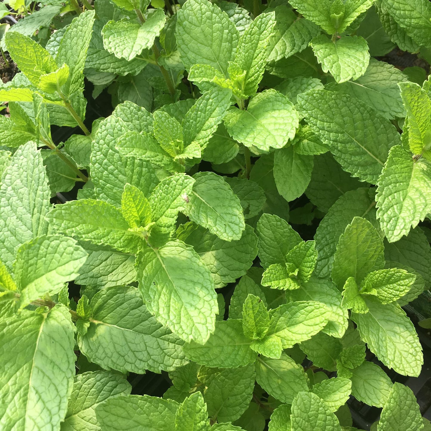 Mojito Mint Herb Seeds