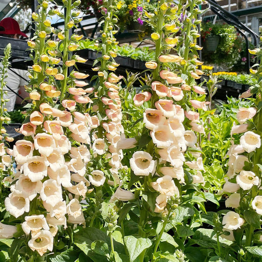 Peach Foxglove Flower Seeds