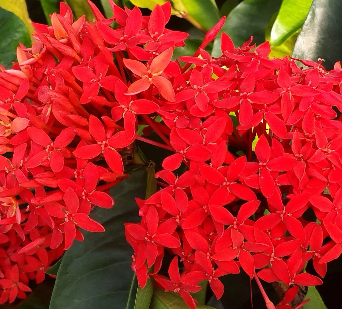 Red Ixora Flower seeds for Planting - Hardy Variety, Heirloom & GMO Free Seeds for Home Garden
 
 Sale