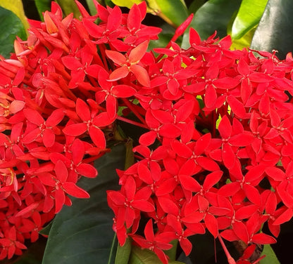Red Ixora Flower seeds for Planting - Hardy Variety, Heirloom & GMO Free Seeds for Home Garden
 
 Sale