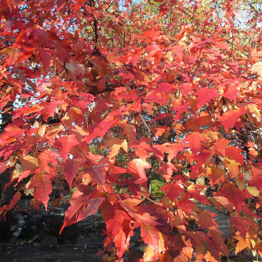 Amur Maple Tree Seeds