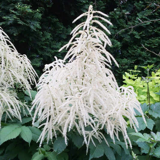 Aruncus Herb Seeds
