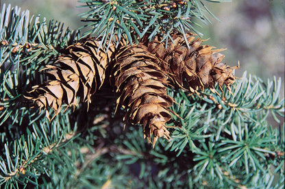 Douglas Fir Herb Seeds