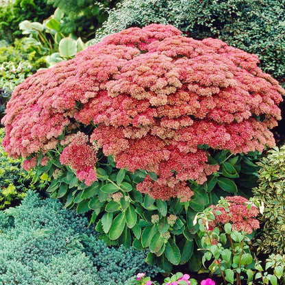 Semi di Sedum Semi di Erba di Stonecrop Spettacolari