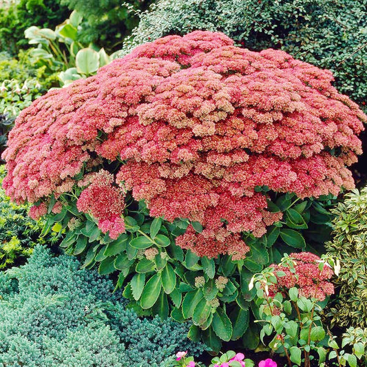 Semi di Sedum Semi di Erba di Stonecrop Spettacolari
