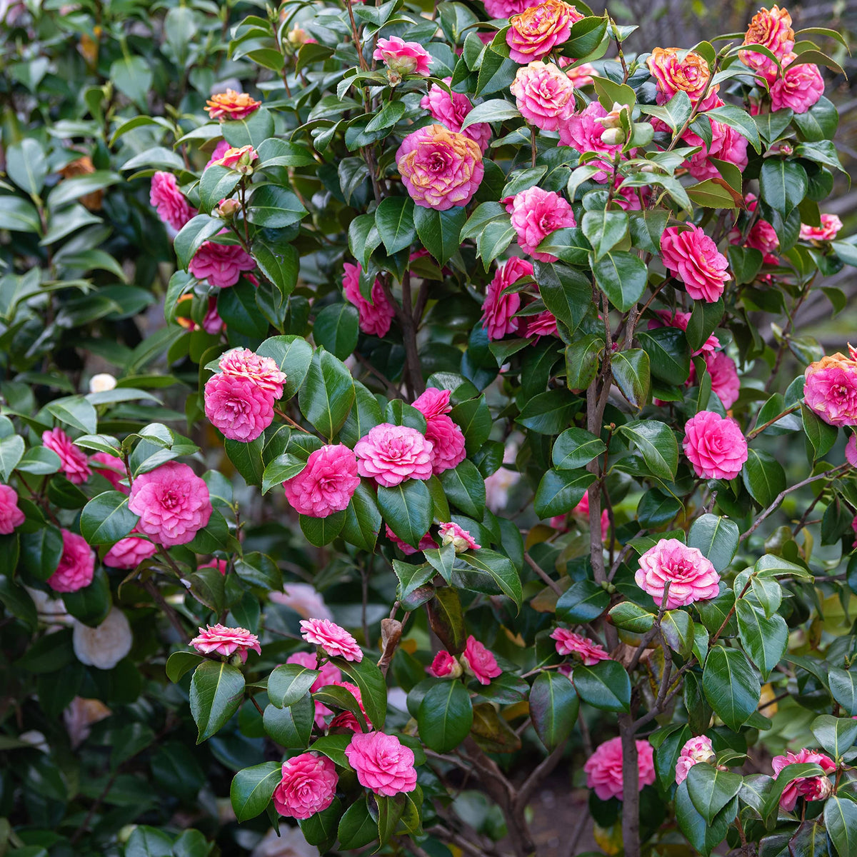 Pink Camellia Flower seeds for Planting - Drought Tolerant, Heirloom & GMO Free Seeds for Home Garden