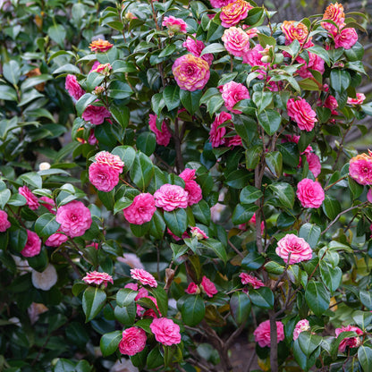Pink Camellia Flower seeds for Planting - Drought Tolerant, Heirloom & GMO Free Seeds for Home Garden