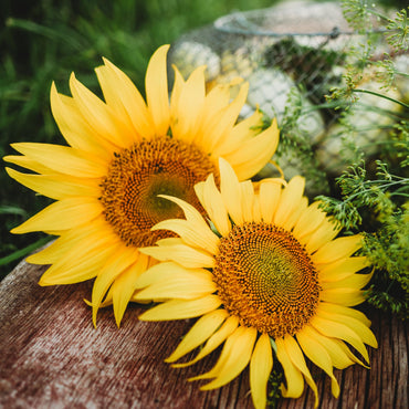 Peredovik Sunflower Seeds
