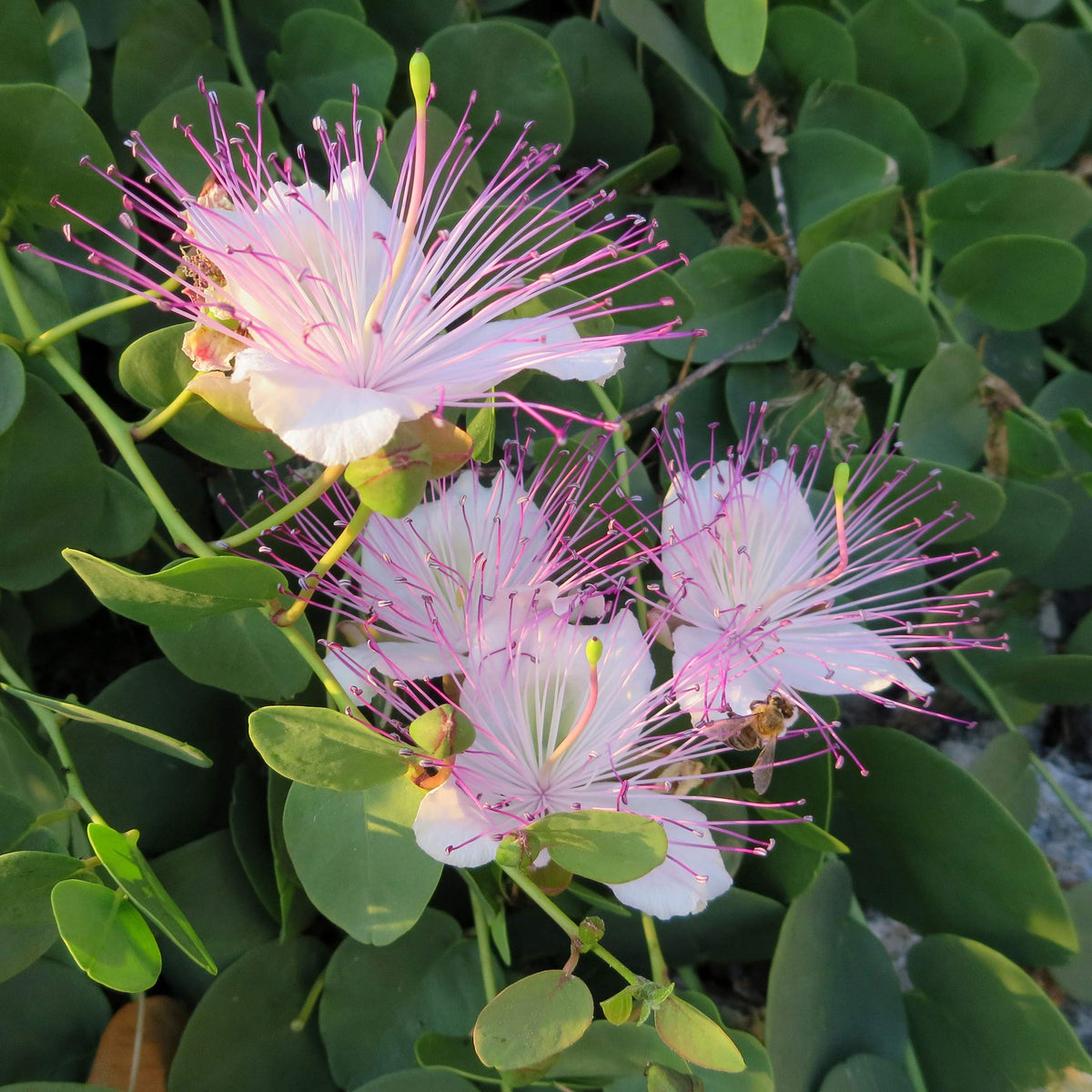 Caper Flower seeds for Planting - Premium Quality, Heirloom & GMO Free Seeds for Home Garden
 
 Sale for planting in home garden.