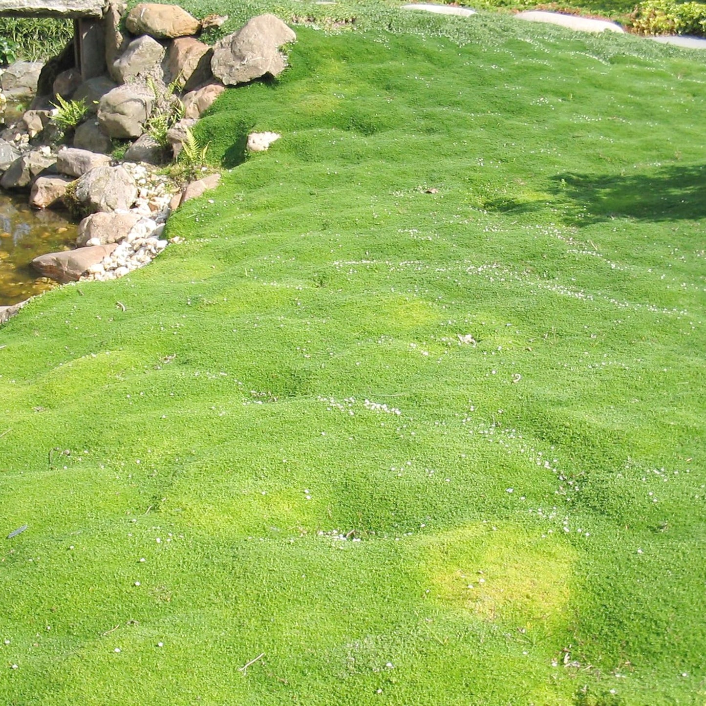 Semi di Erba di Muschio Irlandese per Giardino