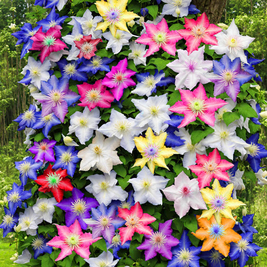 Mixed Clematis Flower Seeds