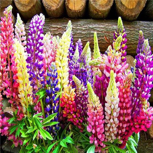 Russell Lupine Flower Seeds