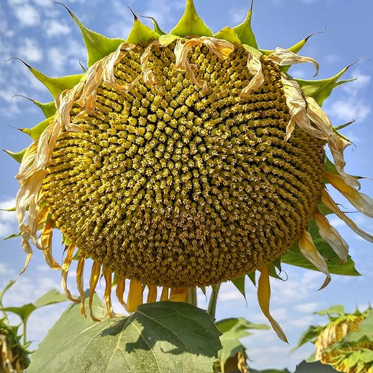 Sunflowers 'Sunzilla Giant' Seeds