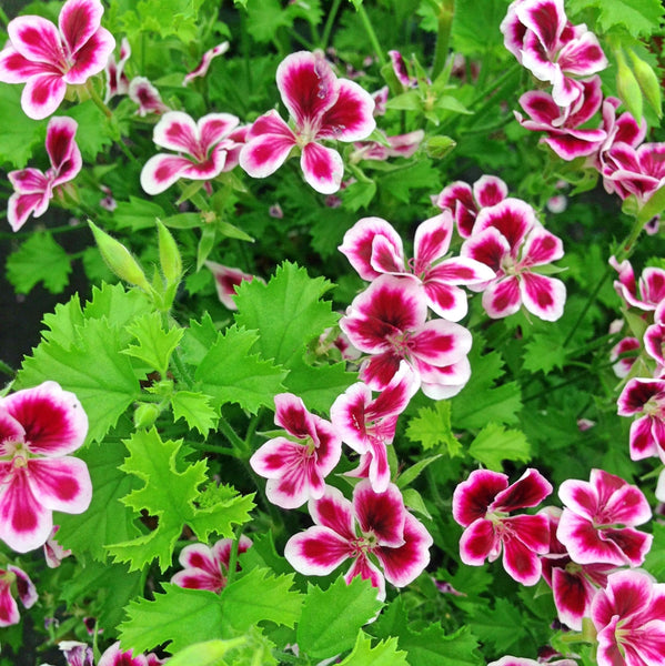 シトロネラの花の種 – Pure Asia Seeds