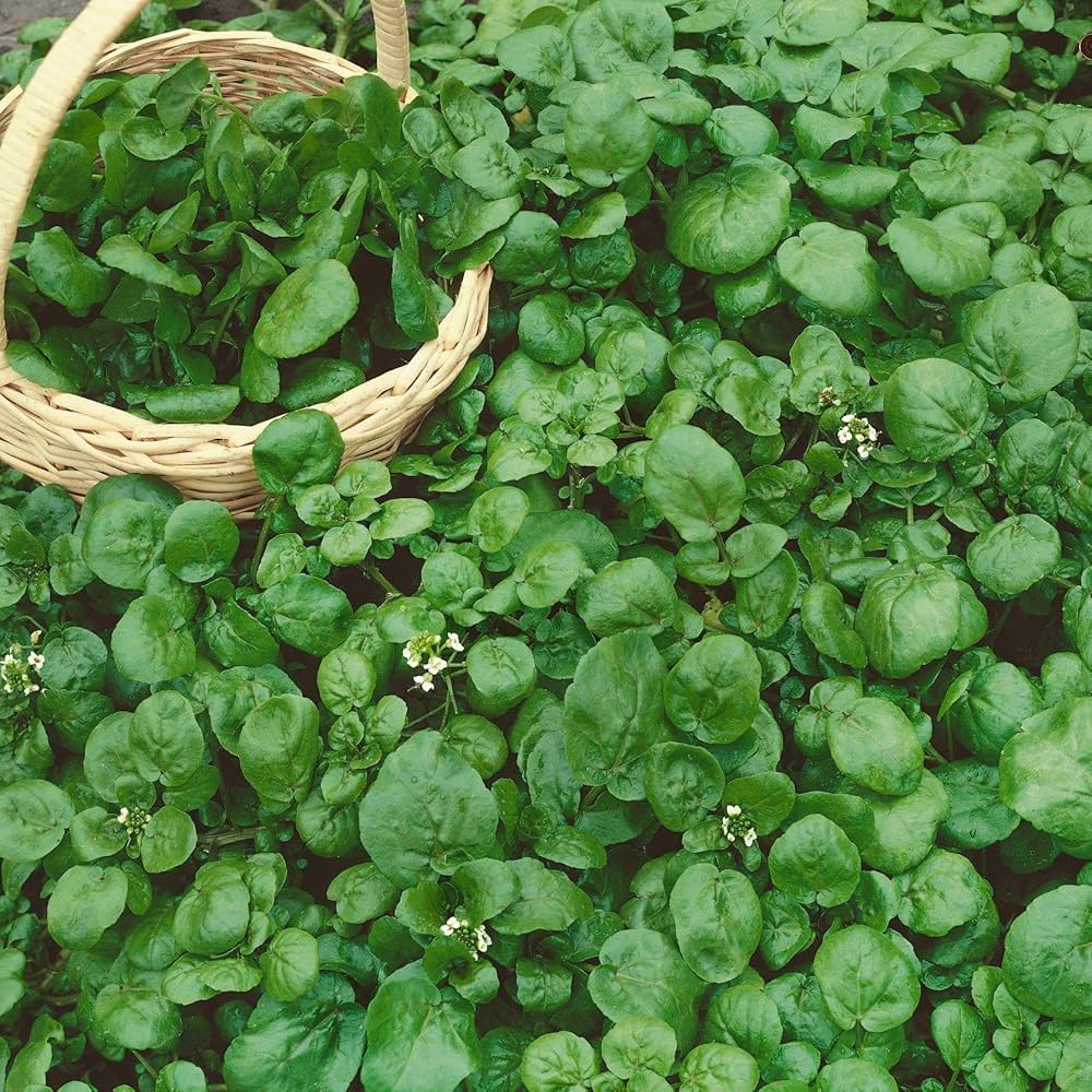 Watercress Herb Seeds